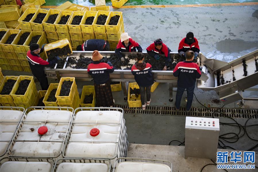 (西藏昌都解放70周年·圖文互動(dòng))(10)藏東脫貧影像:怒江河畔葡萄香