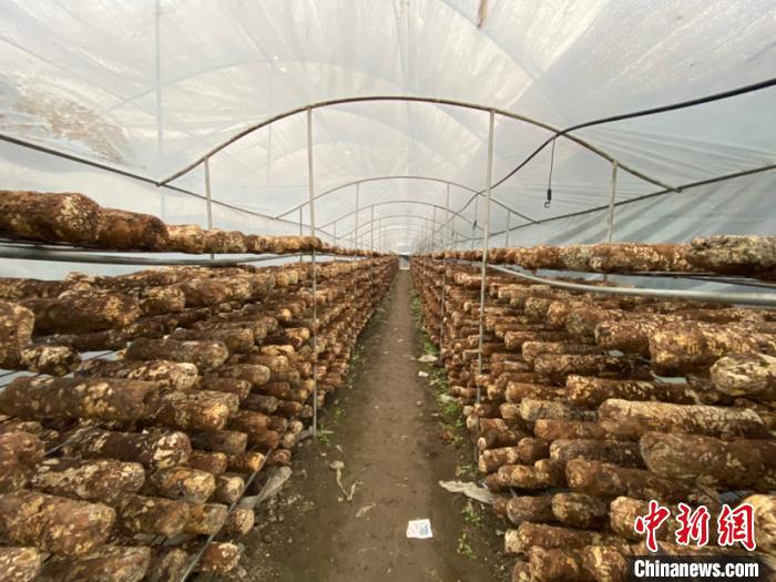 圖為基地里的食用菌菌棒?！Ⅸi 攝