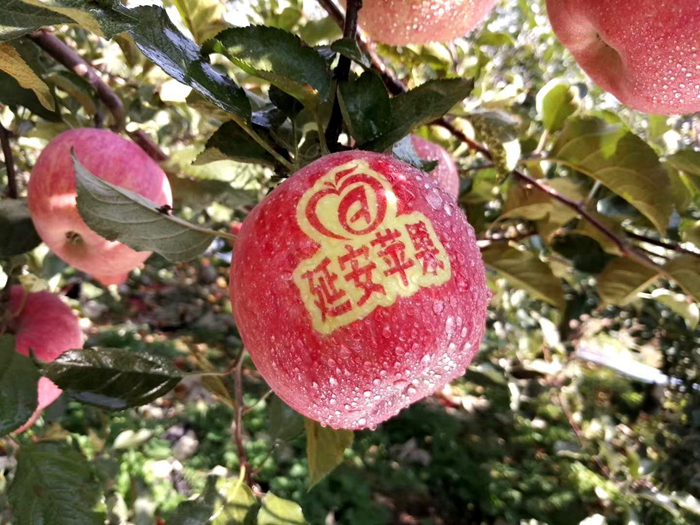 延安蘋果。柳林鎮(zhèn)果技站供圖。