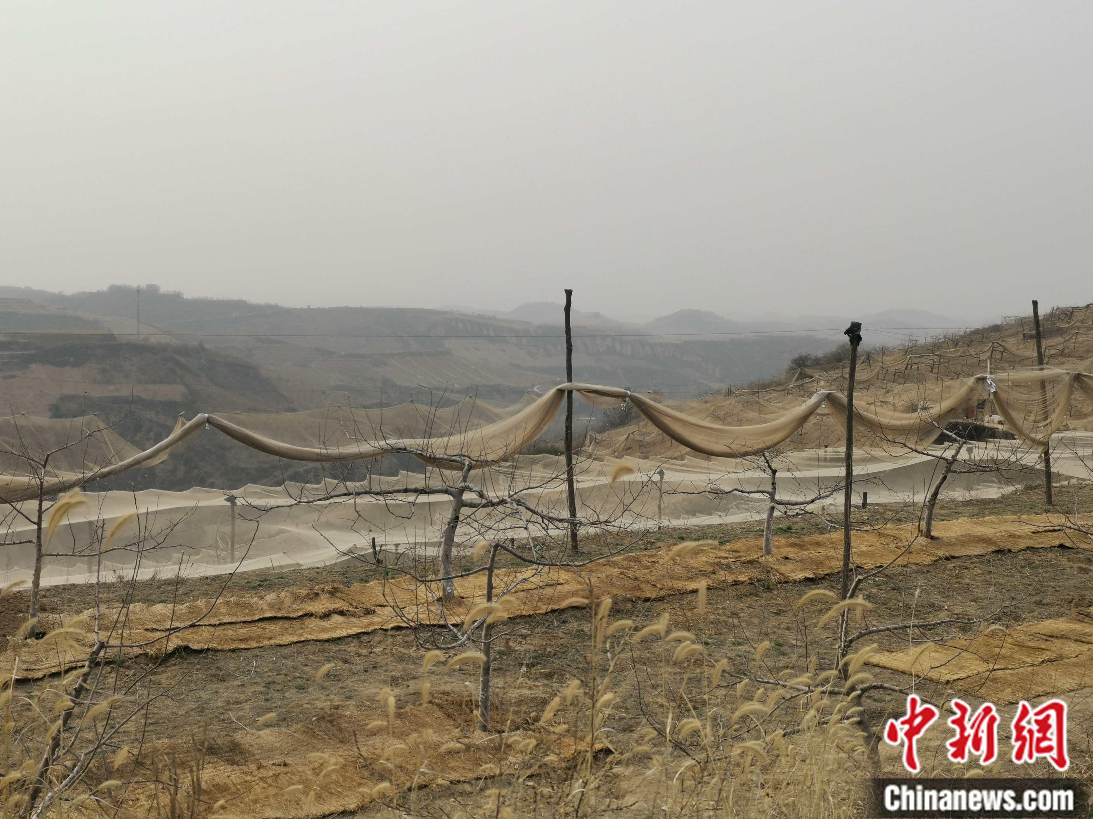陜西省延安市寶塔區(qū)柳林鎮(zhèn)麻塔村蘋果園。 <a target='_blank'  ><p  align=
