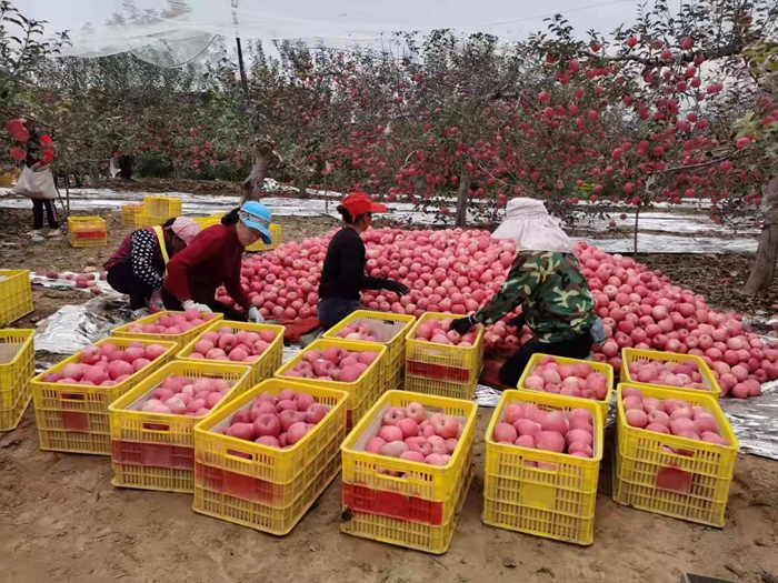 來源：柳林鎮(zhèn)果技站供圖。