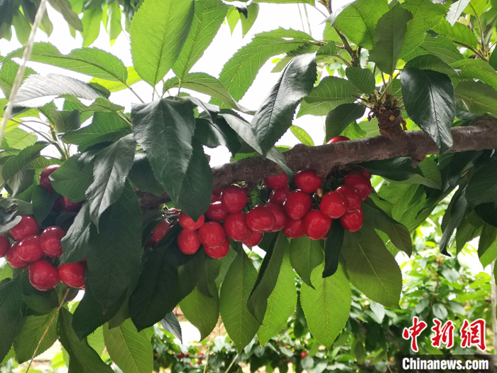 陜西省子長市盛宇現(xiàn)代農(nóng)業(yè)示范園內(nèi)，櫻桃鮮艷欲滴。<a target='_blank'  ><p  align=
