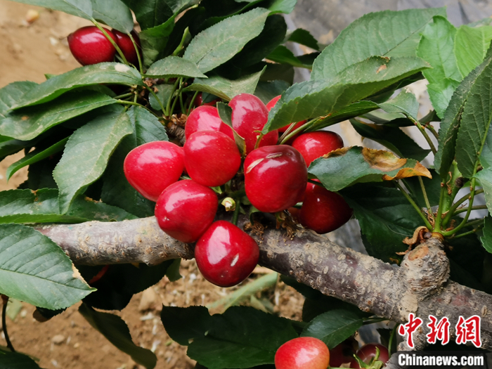 陜西省子長市盛宇現(xiàn)代農(nóng)業(yè)示范園內(nèi)，櫻桃鮮艷欲滴。<a target='_blank'  ><p  align=