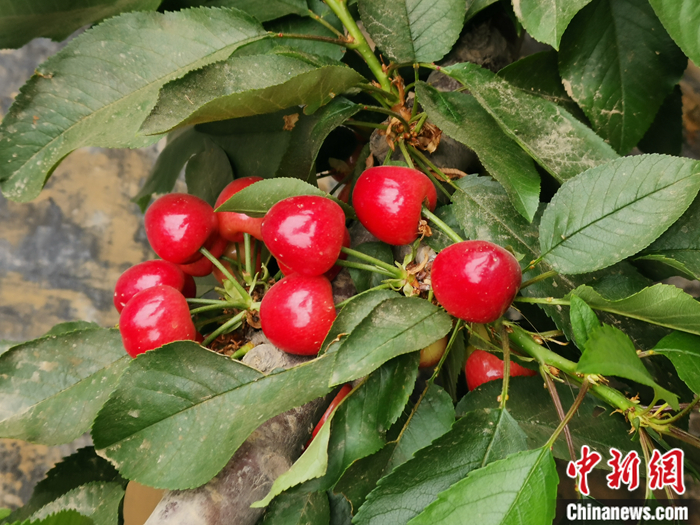 陜西省子長市盛宇現(xiàn)代農(nóng)業(yè)園區(qū)內(nèi)，櫻桃鮮艷欲滴。<a target='_blank'  ><p  align=