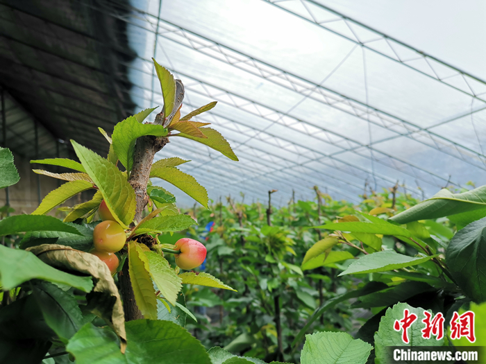 陜西省子長市盛宇現(xiàn)代農(nóng)業(yè)示范園櫻桃園區(qū)。<a target='_blank'  ><p  align=