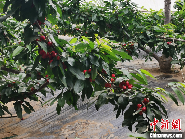 陜西省子長市盛宇現(xiàn)代農(nóng)業(yè)示范園內(nèi)，櫻桃鮮艷欲滴。<a target='_blank'  ><p  align=