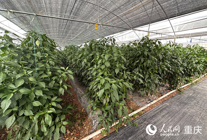 侶俸“巴岳農(nóng)莊”設(shè)施蔬菜科技園內(nèi)作物長勢良好。人民網(wǎng)記者 劉政寧攝