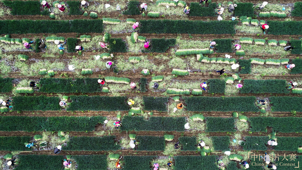 香蔥生產(chǎn)基地